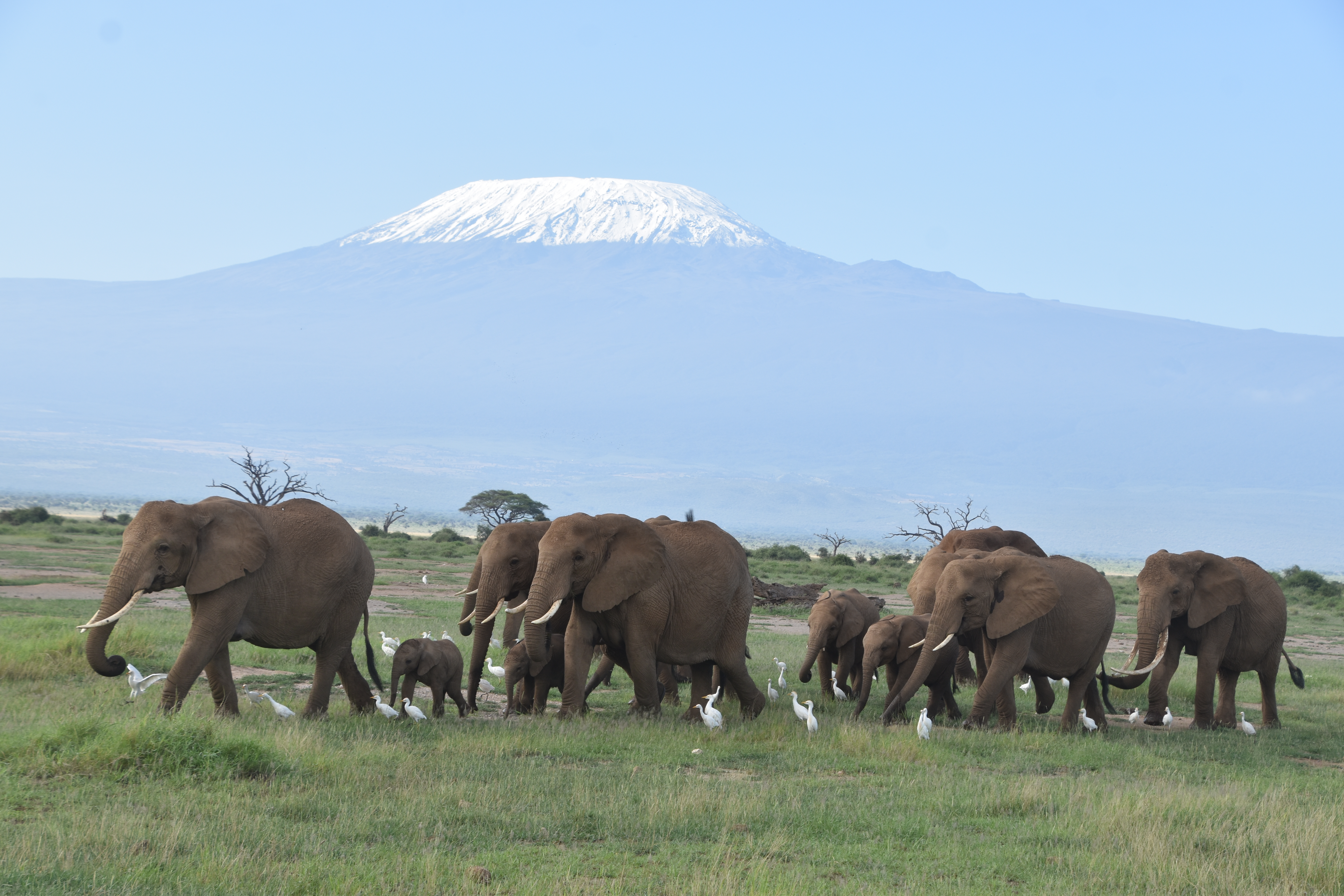 Amboseli National Park - Savannah Research Center